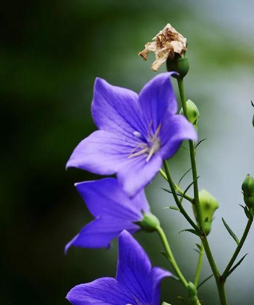 忍耐之花（以菊花为主题的忍耐之花的花语及其寓意）