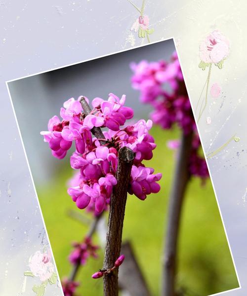 深情之花语——以玫瑰花为主题的文章（玫瑰花的花语和传达深情的方式）