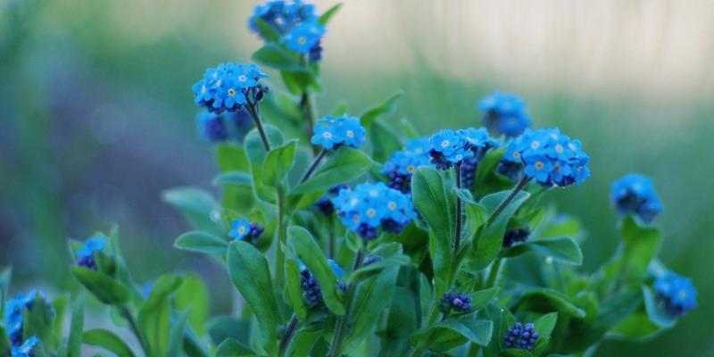 神明花语——沉香花的神圣象征（探寻沉香花的花语及其与神明的关联）