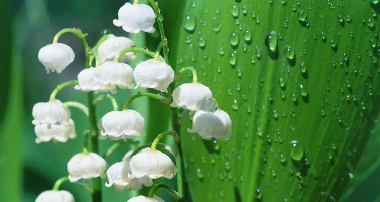 神明花语——沉香花的神圣象征（探寻沉香花的花语及其与神明的关联）