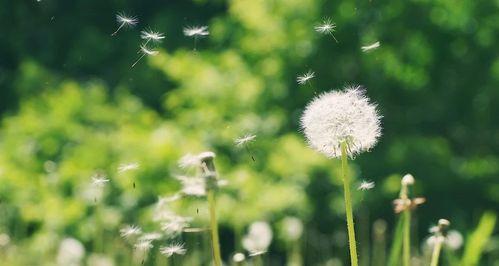 生命之花（以菊花为例）