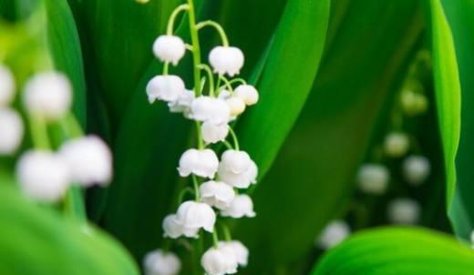 守护之花——以菊花为主题的花语文章（菊花开启守护之旅）