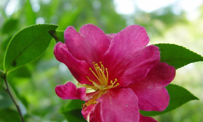 守护之花——以菊花为主题的花语文章（菊花开启守护之旅）