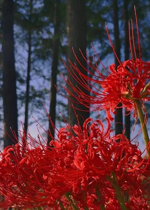 思念之花（以玫瑰花的花语表达思念之情）