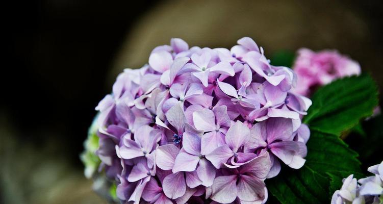 以百合花的花语忘记过去（迈向新的未来）