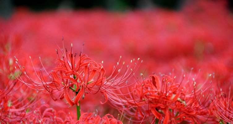 盼望花开，我等你（探寻等待与希望的花语之旅）