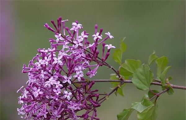 紫丁香几点开花时间（有关紫丁香花期简介）