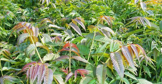 香椿种子什么时候种（香椿种植方法与管理）