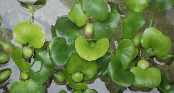 水葫芦怎么养（水葫芦养殖技巧详解）