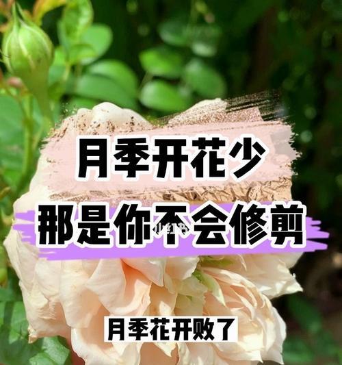 月季立秋后怎么修剪（详解月季修剪技巧）