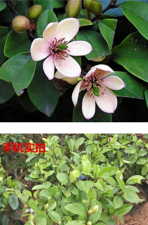 含笑花怎么种植（含笑花种植方法和时间）