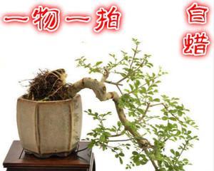 白蜡盆景好养吗（白蜡盆景种植和管理方法）