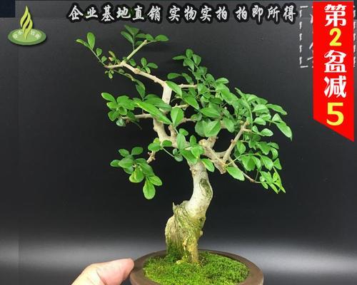 白蜡盆景好养吗（白蜡盆景种植和管理方法）