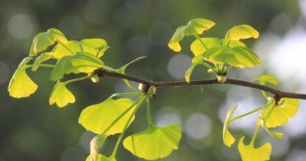 银杏树种子怎么种植（银杏种植时间和方法）