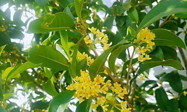 北方如何种植桂花树（北方种植桂花树技巧与注意事项）