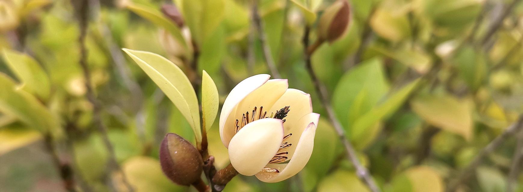 一天内含笑花什么时候开花（含笑花花期简单简介）