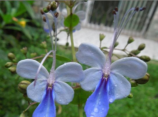 蓝蝴蝶花好养活吗（详解蝴蝶花的养殖方法）