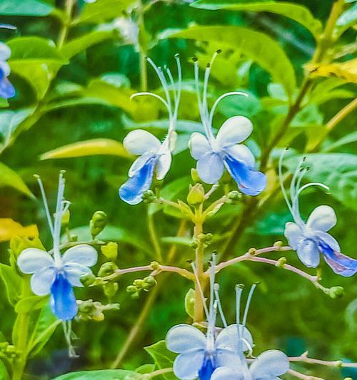 蓝蝴蝶花好养活吗（详解蝴蝶花的养殖方法）