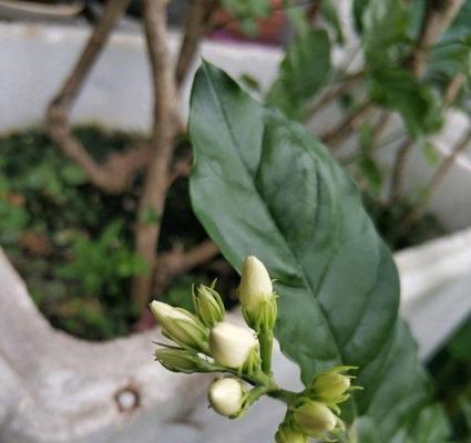 茉莉花叶片发黄什么原因（茉莉花叶子发黄干枯的处理办法）