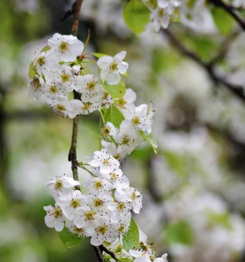 春天有什么花会开放（适合春天的花卉大全）