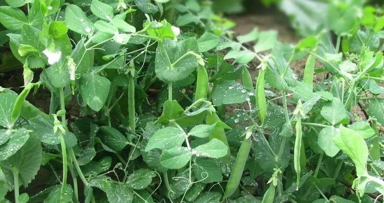 豌豆什么时候种植（豌豆种植方法和时间）