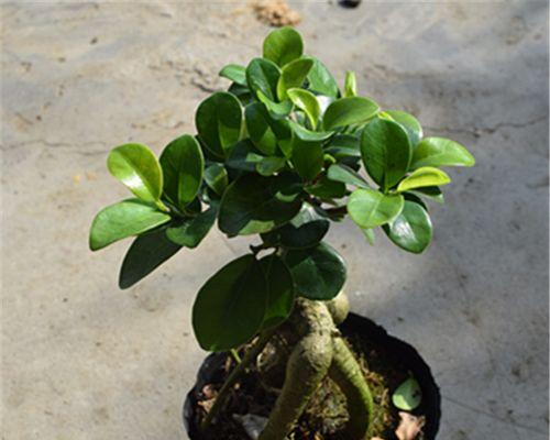 家里种什么盆栽植物（室内好养的植物排名）