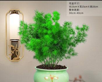 家里种什么盆栽植物（室内好养的植物排名）