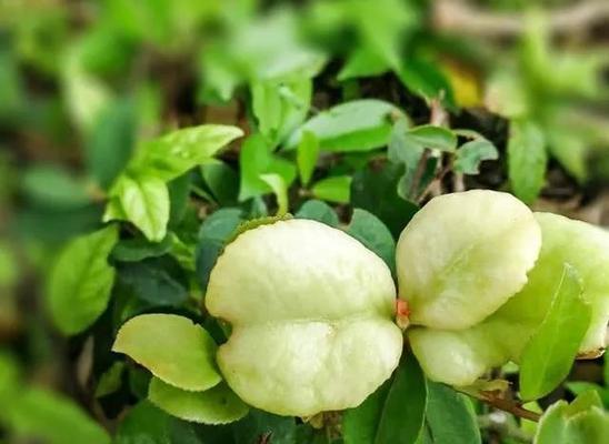 油茶树种子怎么育苗（油茶树的种植与管理）