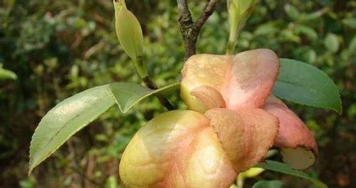 油茶树种子怎么育苗（油茶树的种植与管理）