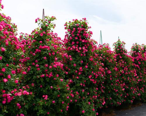 爬墙月季花怎么种植（养护爬墙月季的注意事项）