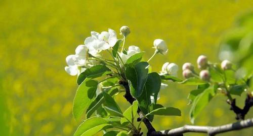 梨树的种植与管理技术（打造优质梨树的关键步骤及注意事项）