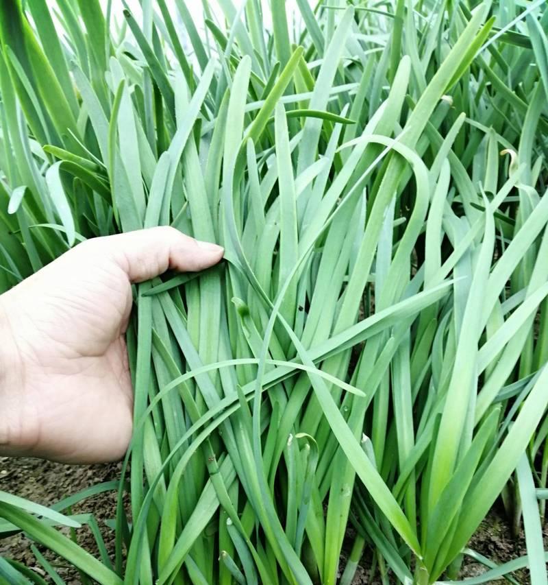 韭菜怎么种才能出苗好（韭菜种植技术大全）