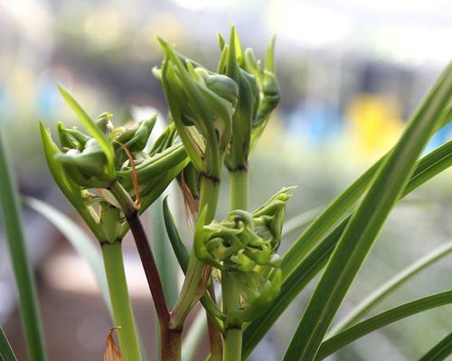 兰花多久浇一次水比较好（兰花正确浇水方法讲解）