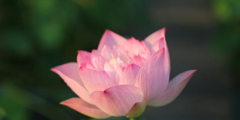 莲花什么季节开（观赏莲花花期简介）