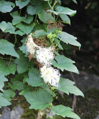 瓜枫苗几年才能结果（瓜枫树的种植和管理）