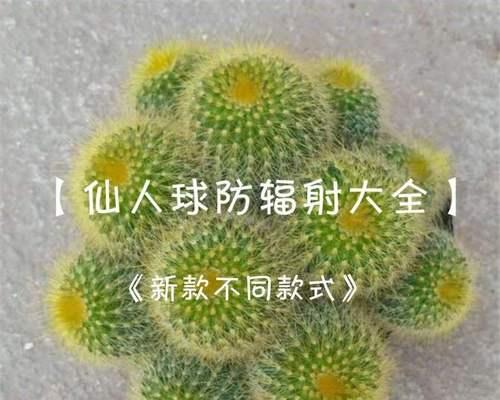 仙人球怎么养比较好（仙人球的养护小窍门）