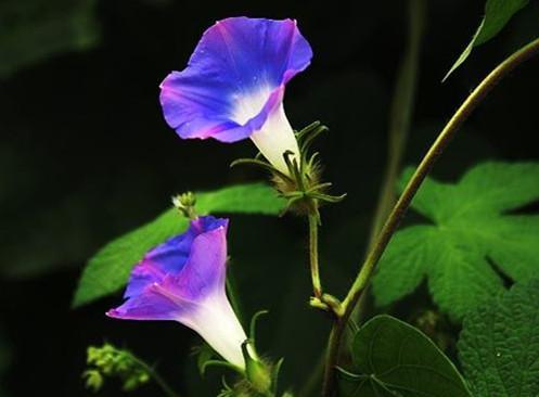 月光花的花语（探寻月光花的神秘之美）