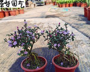 六月雪老桩怎么养（六月雪的种植方法与养护）