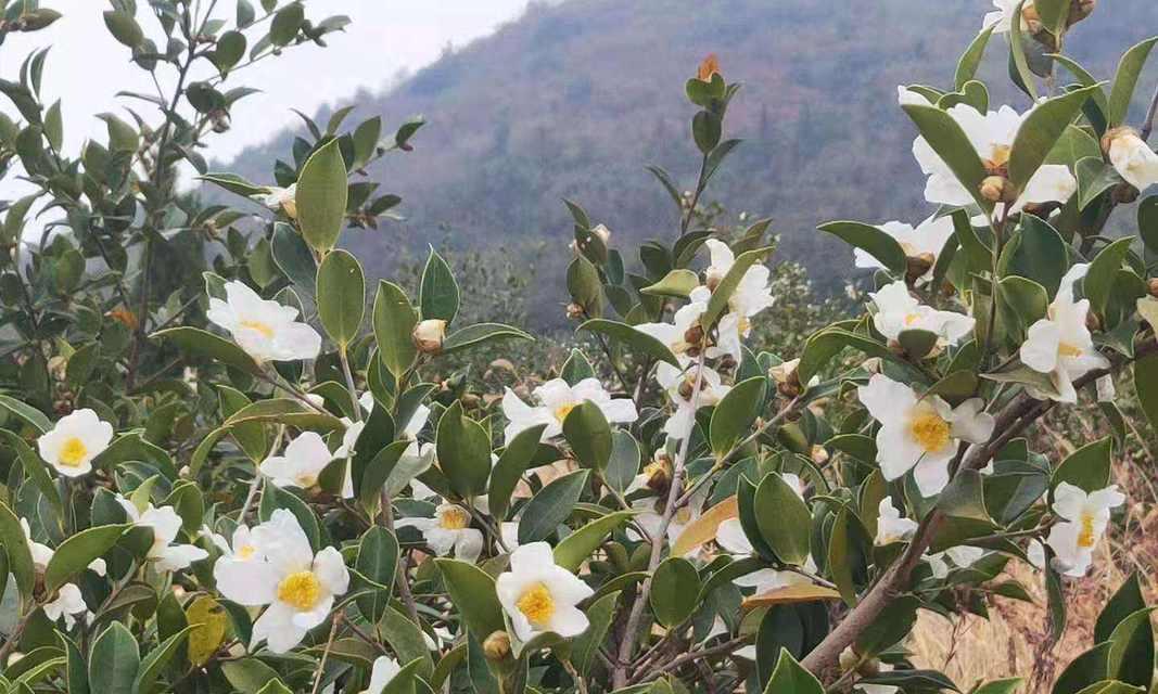 油茶种植栽培技术（种植油茶树的管理要点）