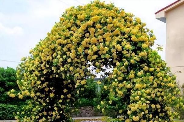 木香花几月份栽种（了解木香花的栽培技术）