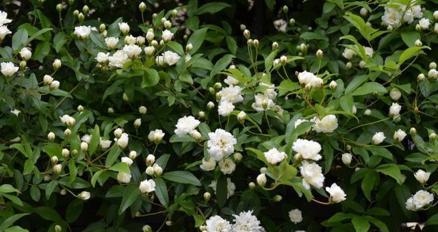 木香花几月份栽种（了解木香花的栽培技术）