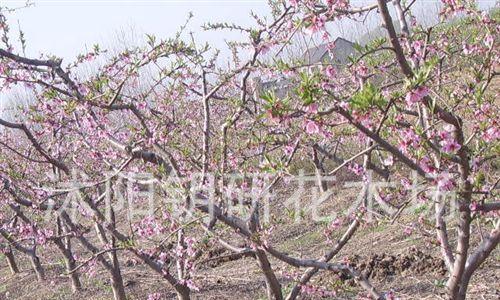 桃树种植技术与管理（掌握桃树的养殖方法）