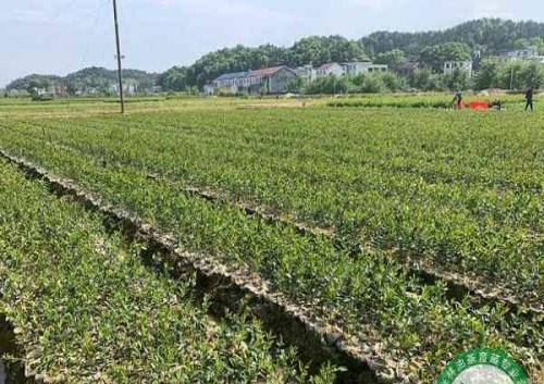 油茶怎样种植（油茶种植管理技术要点）