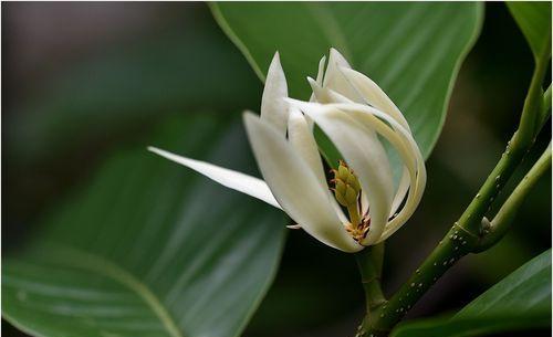 白兰花怎么养殖方法（详解白兰花的种植和养护）