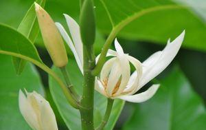 白兰花怎么养殖方法（详解白兰花的种植和养护）