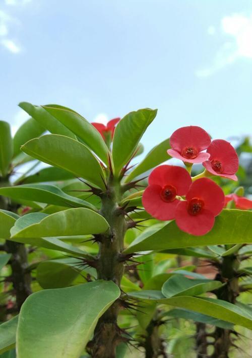 麒麟花怎么养殖（有关麒麟的养护与栽培）