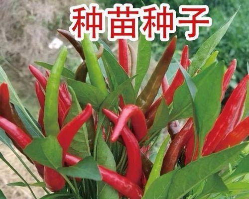 辣椒苗怎么种植才能成活（辣椒苗种植技术要点）