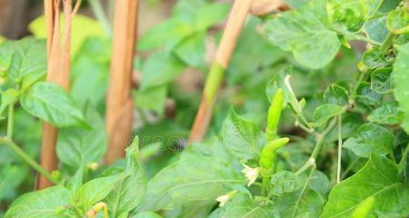 辣椒苗怎么种植才能成活（辣椒苗种植技术要点）