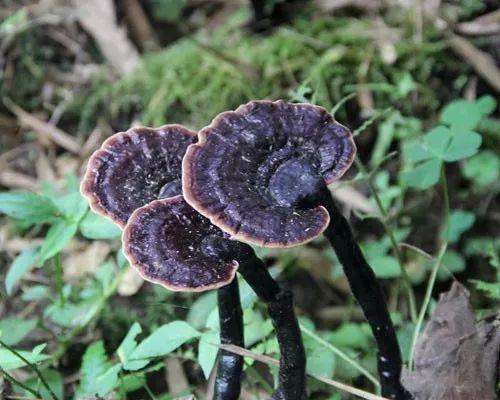 家庭盆栽灵芝怎么种植（室内灵芝种植方法讲解）