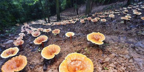 家庭盆栽灵芝怎么种植（室内灵芝种植方法讲解）